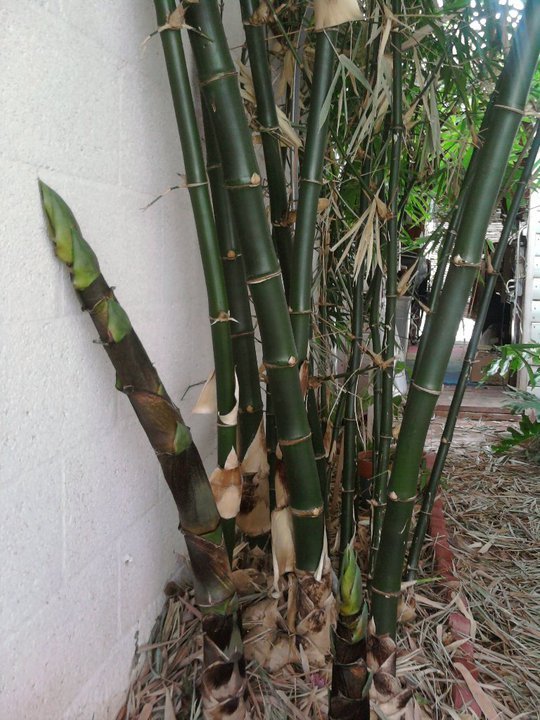Bob Raymond's album, Bamboo