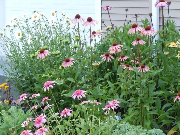 Paul Daigle's album, July 15, 2011
