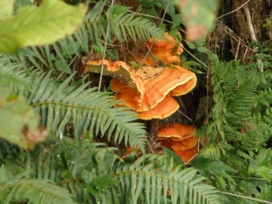 Susan Foley's album, Hiking at Wildwood Rec area and Mirror Lake