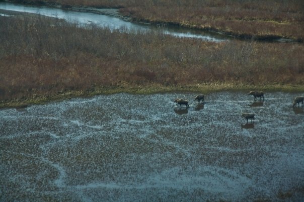 Alan MacKellar's album, First Shots Seen in Alaska: May, 2009