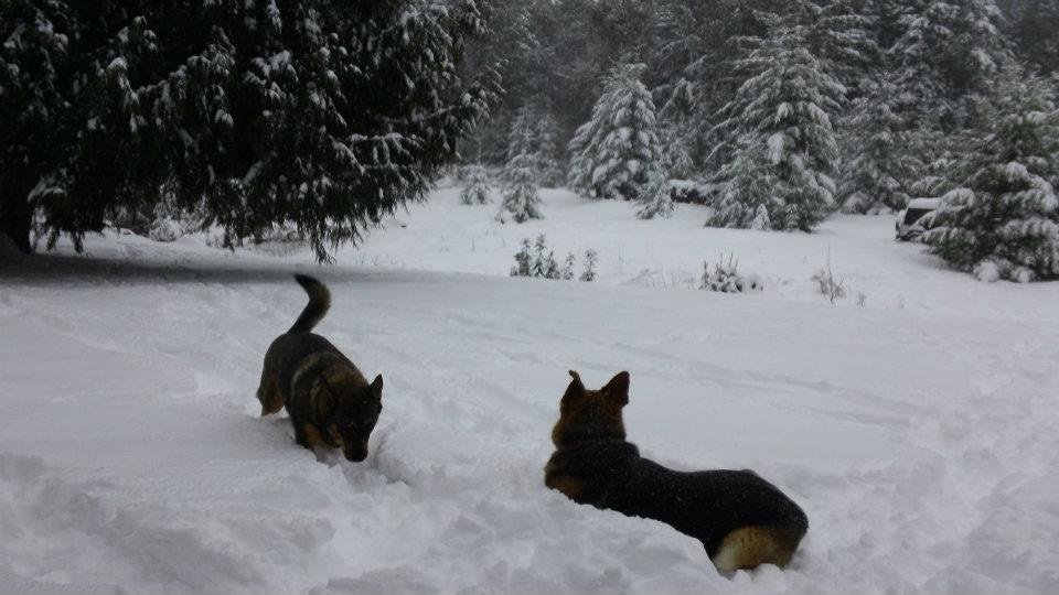 Sharon Worthington's album, Winter of 2012