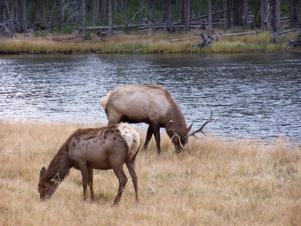 Alan Goss' album, Yellowstone