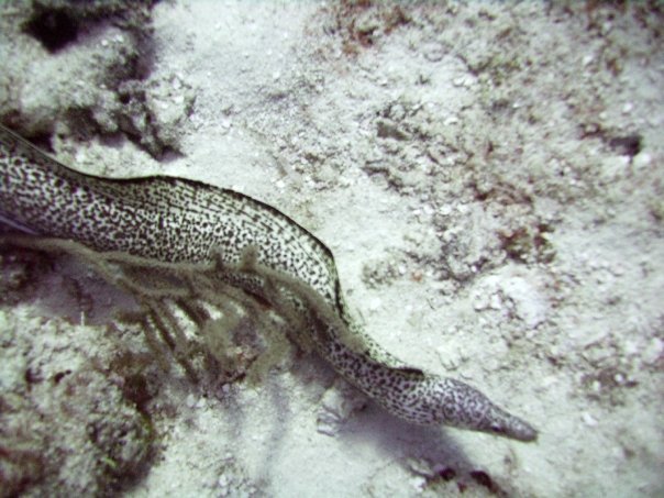 Tim Barker's album, Cozumel 4