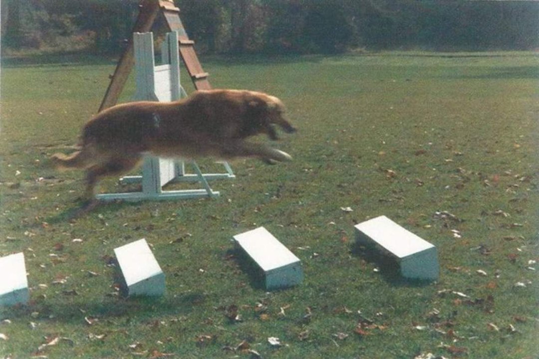 Ray Blomberg's album, Working Dogs