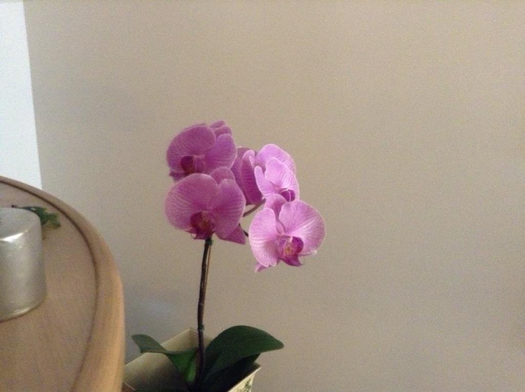 Cecelia Manno's album, iOS Photos