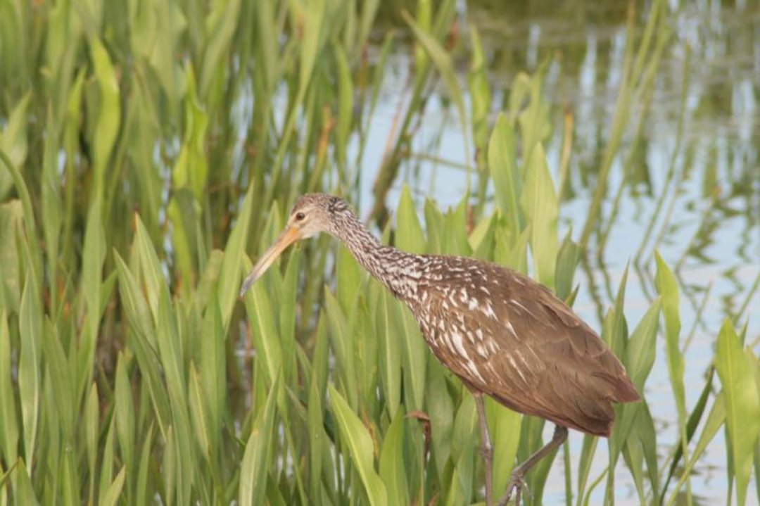 Patsy Crews' album, Viera Wetlands