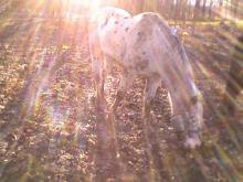 Maletta Baughman's album, our horse babies