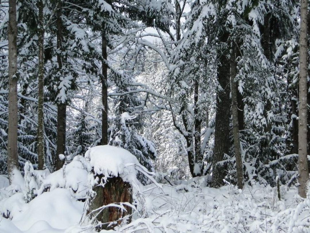 Coralee Green's album, Snow 2/2011