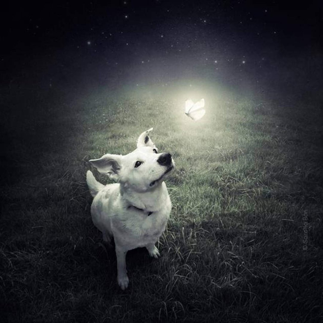 Mark Yuen's album, Untitled Album