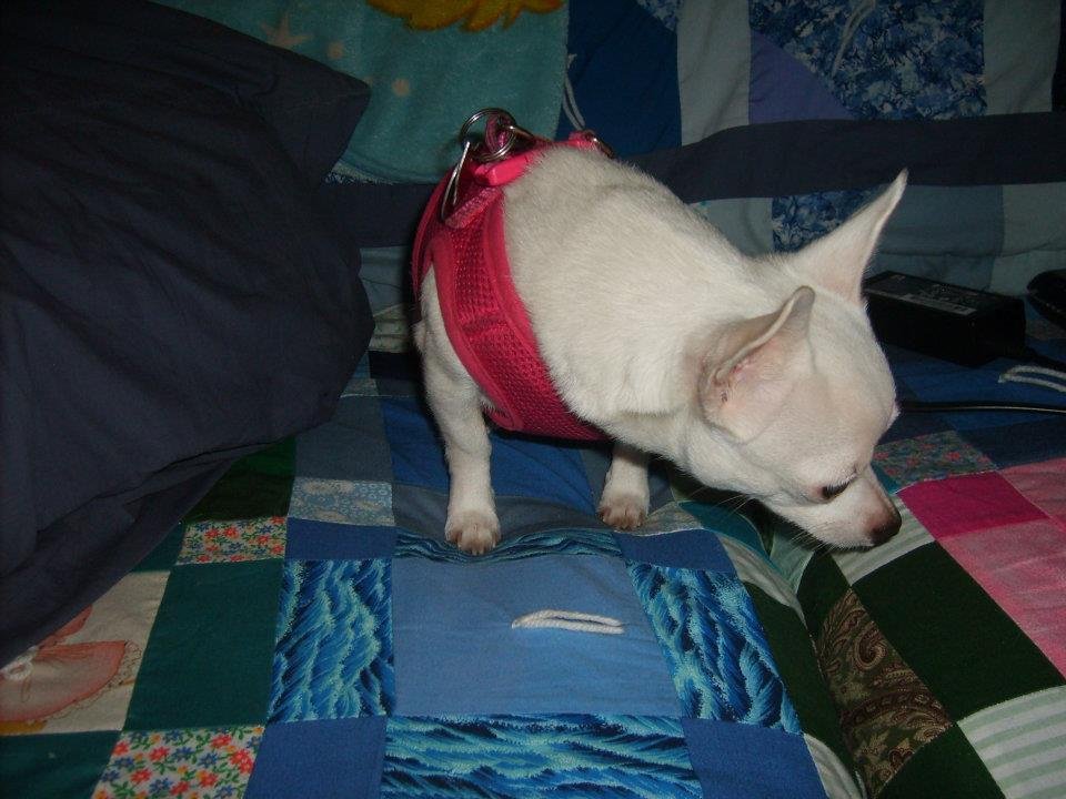 Ruby Pickens' album, Dog Pictures