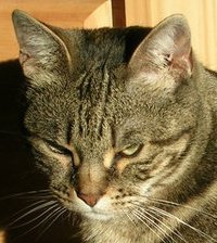 Robert Lieberman's album, Profile Pictures