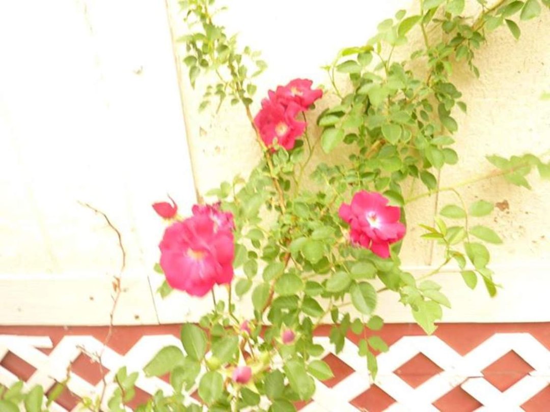 Beulah Rossberg's album, Cover Photos