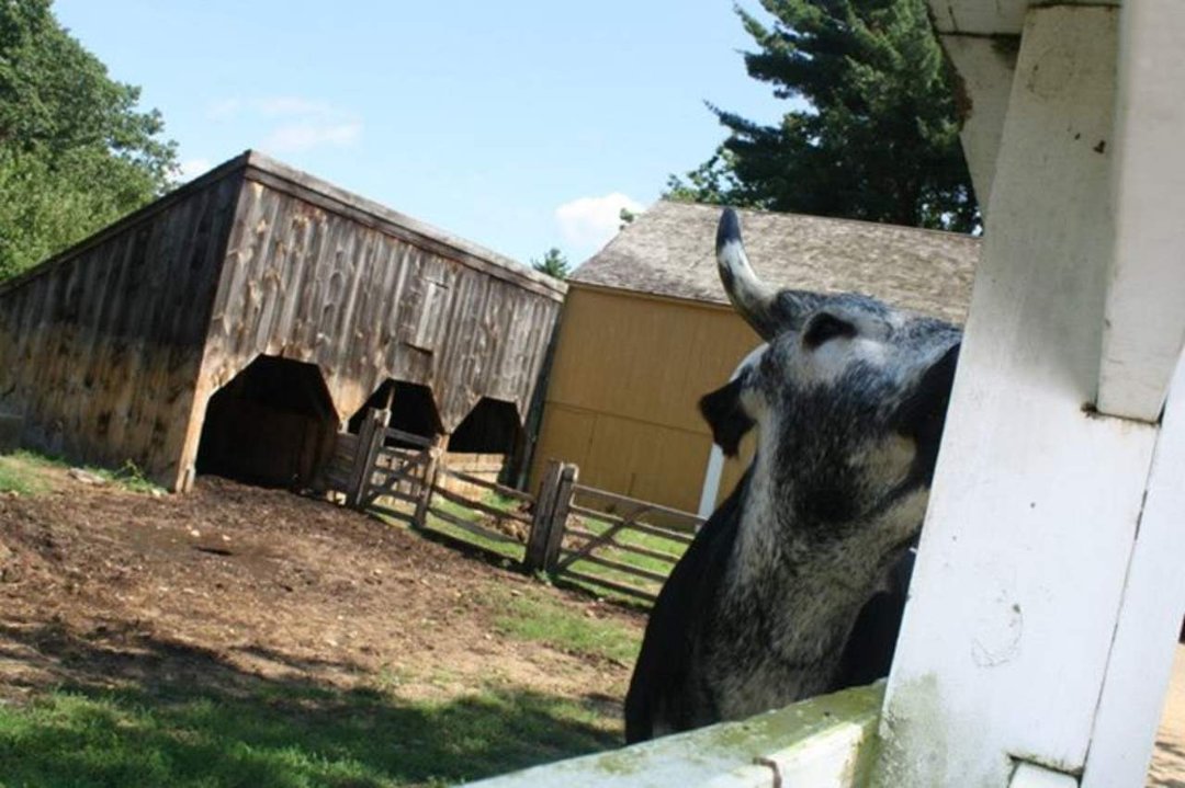Mary Horsley's album, Day 6: Old Sturbridge Village