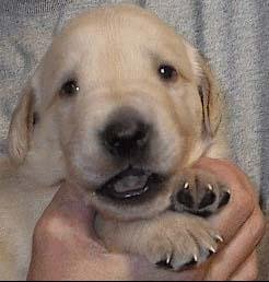 Tim Gustafson's album, Dogs