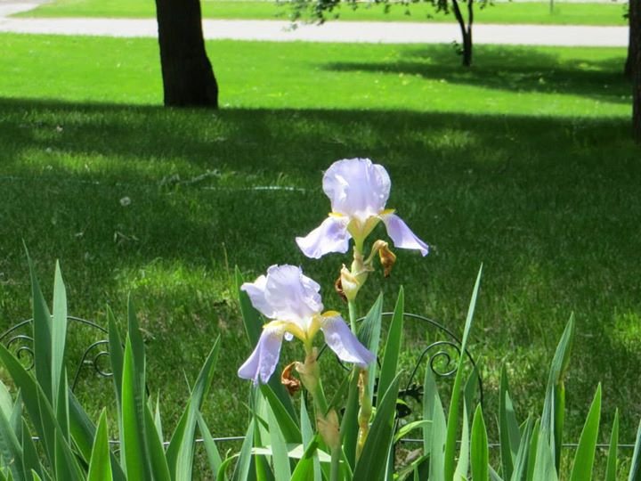 Tom Gard's album, pictures of flowers