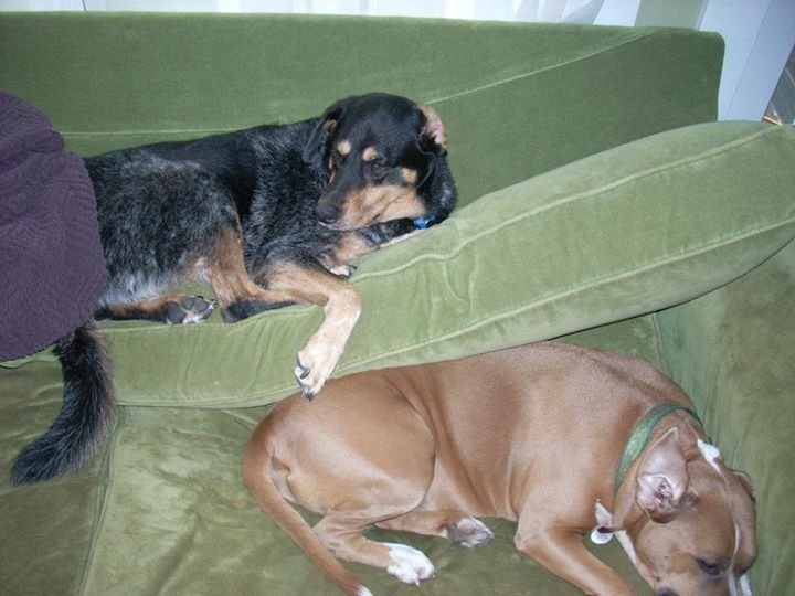 Jason Bauer's album, Holly puppy