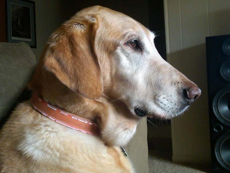 Tim Gustafson's album, Dogs