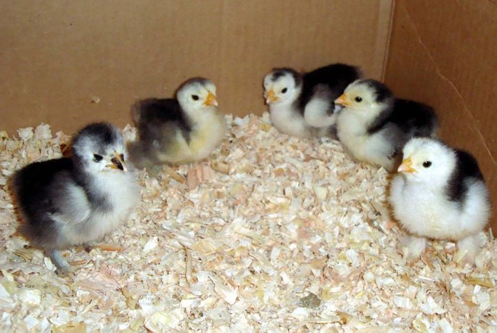 Rick Harmon's album, The Chickens