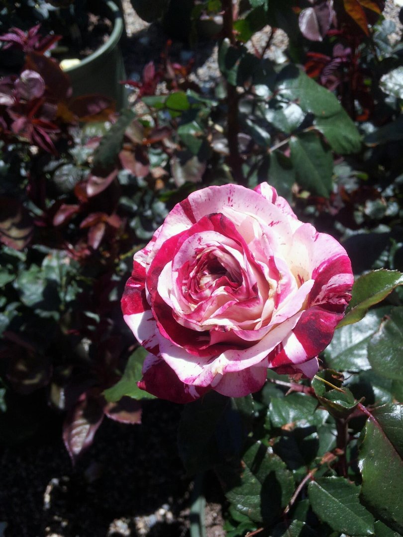 Lori Shaw's album, Mobile Uploads
