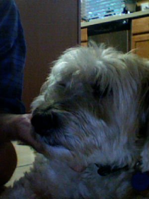 Claude Strass' album, Webcam Photos