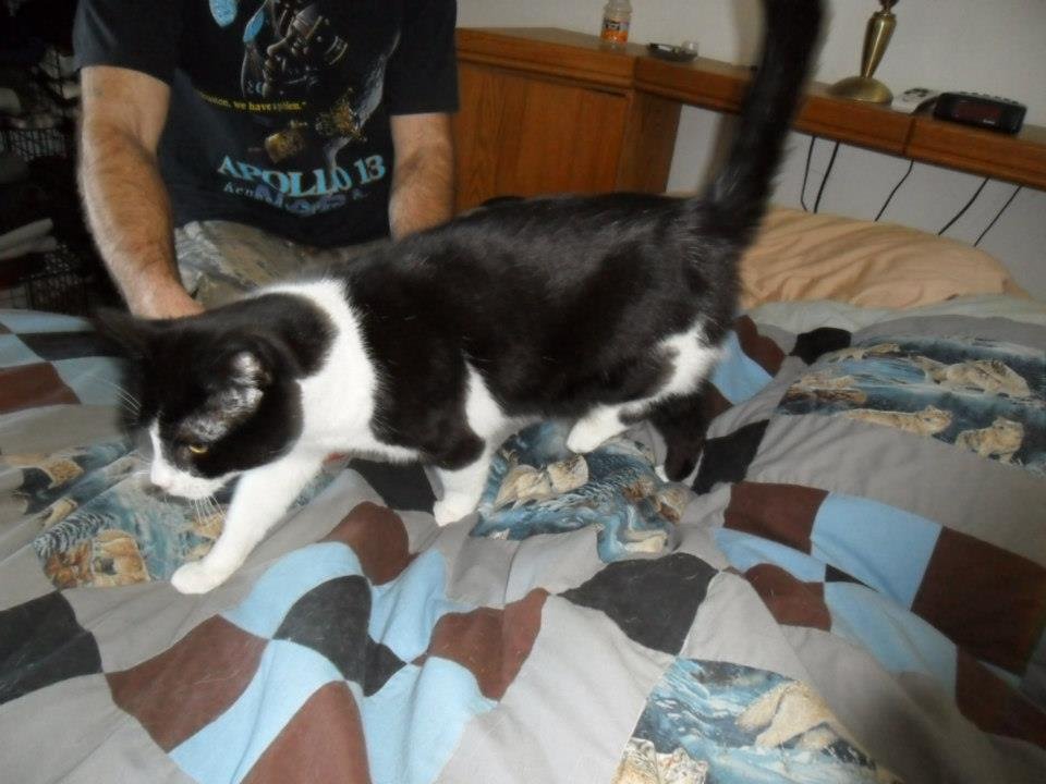 Windy Dix's album, Pets