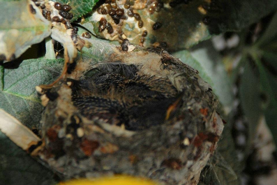 Heidi Hawkins' album, Hummingbird Nest
