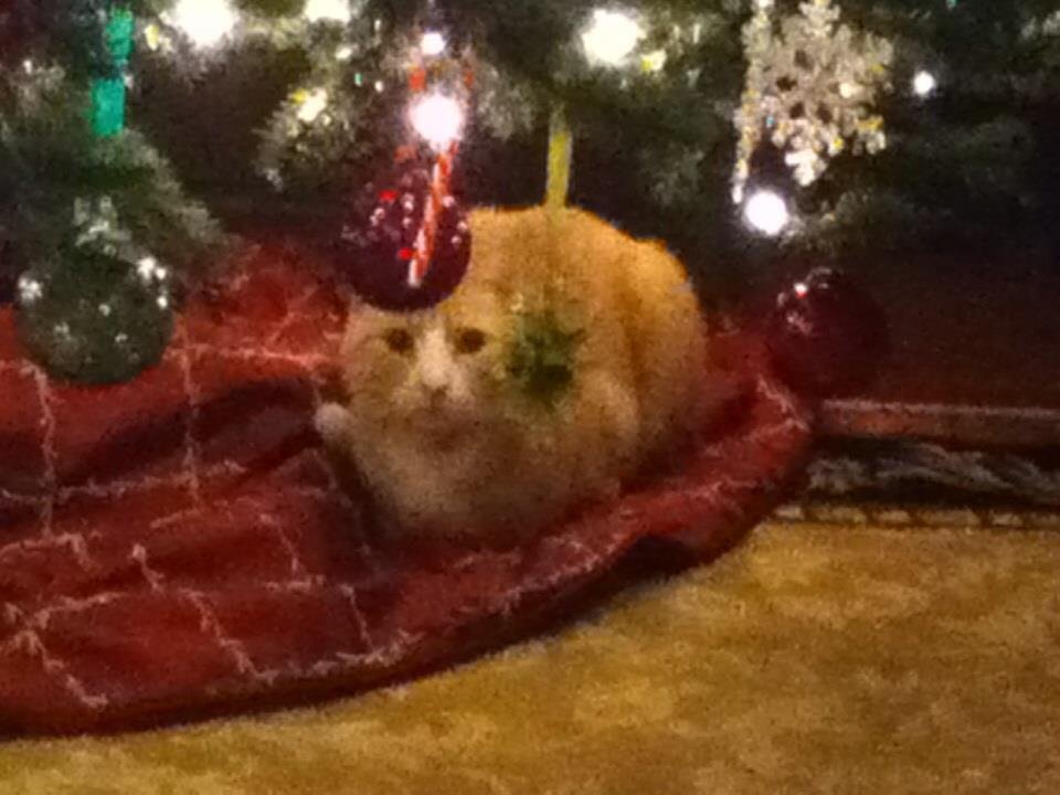 Janet Baldasare's album, iOS Photos