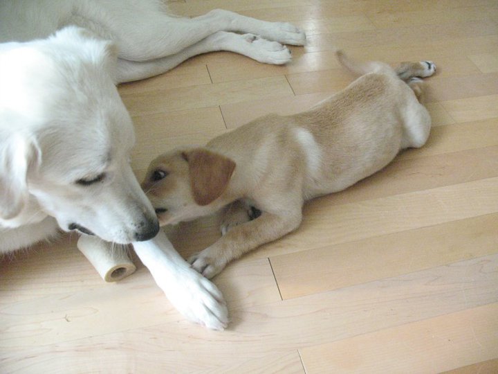 Nancy Batch's album, The puppies