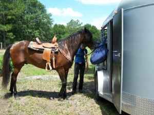 Sherry Hoffman's album, My Horse Prince Charles "CHARLIE"