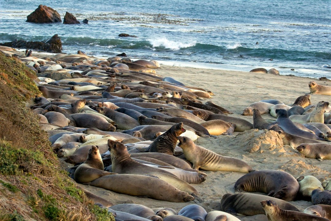 Kit Mulligan's album, Elephant Seals at San Simeon 04.20.13