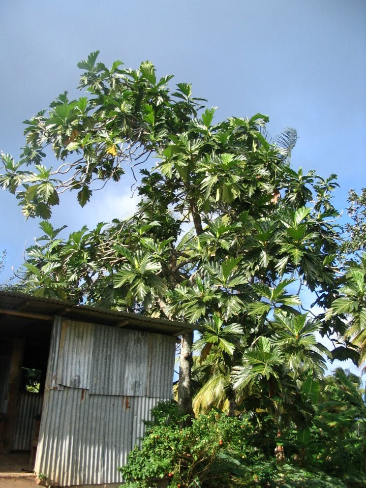 Jo Thompson's album, Dominica 2006