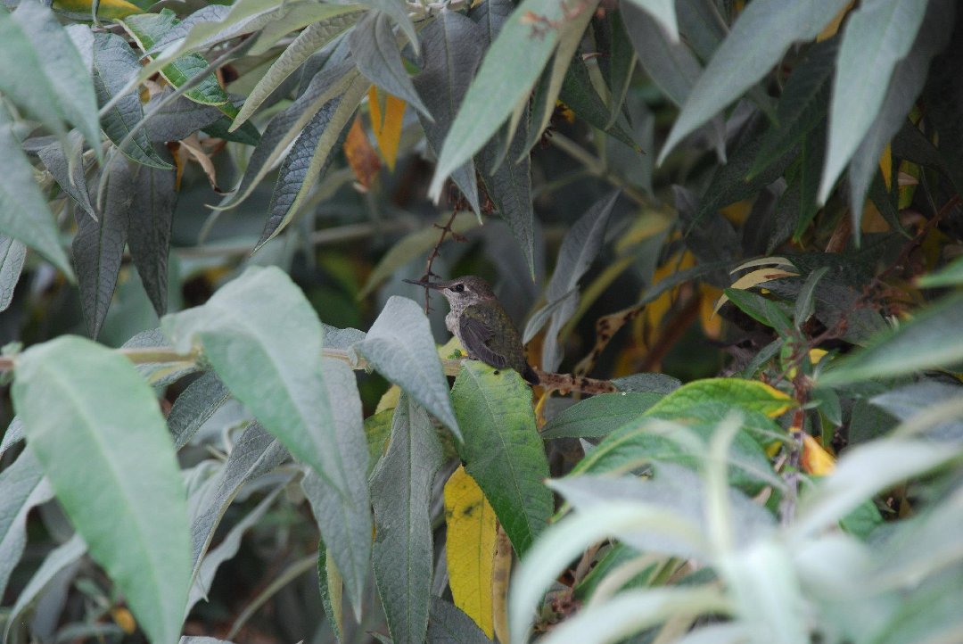 Heidi Hawkins' album, Hummingbird Nest