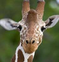 Linda Jones - Rulis' album, Profile Pictures