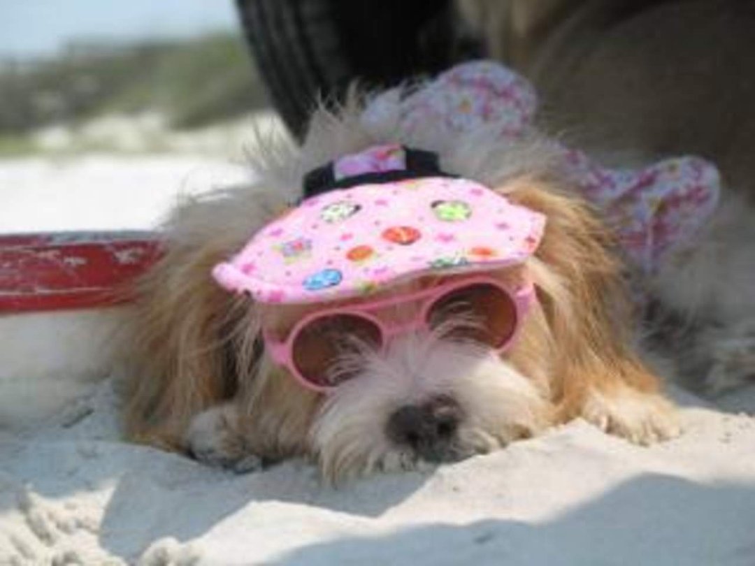 Vicki Waldren's album, A day at the Beach