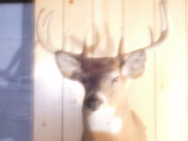 Daniel Garza's album, buck!
