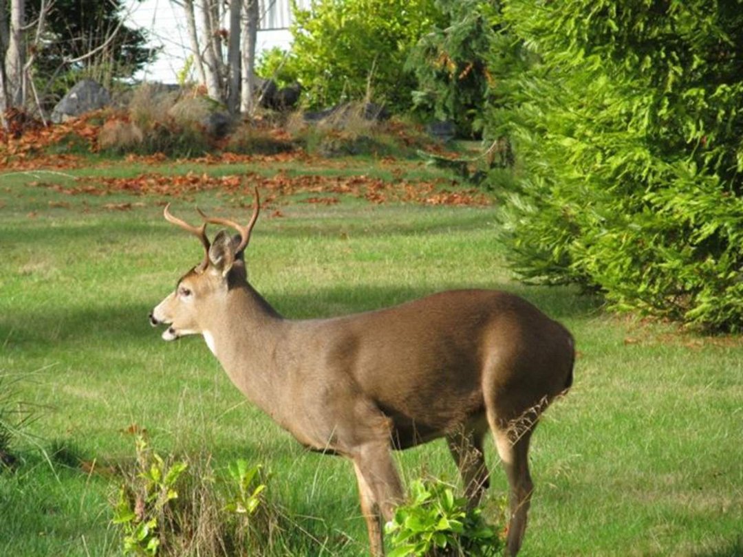Sandra Simmons' album, Nice buck and a couple of does...out our back door..