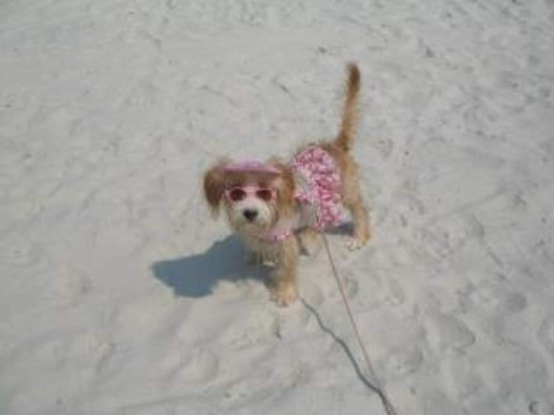 Vicki Waldren's album, A day at the Beach