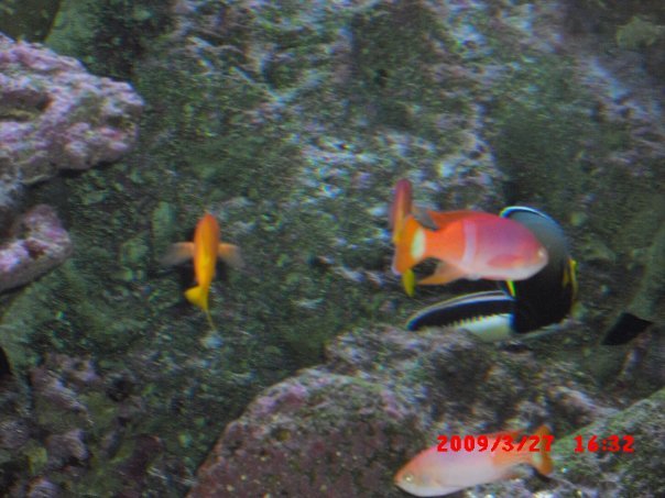 Terry Waters' album, Dallas World Aquarium