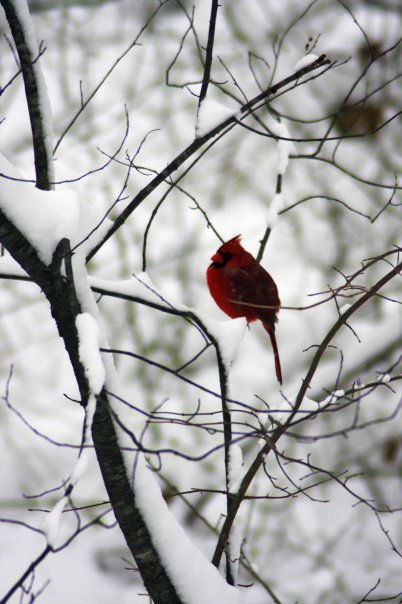William Ralph's album, Snow in Dec. . .12/19/09