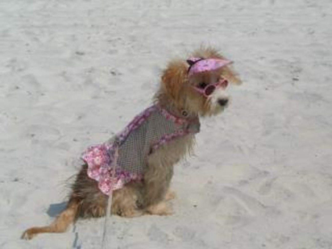 Vicki Waldren's album, A day at the Beach