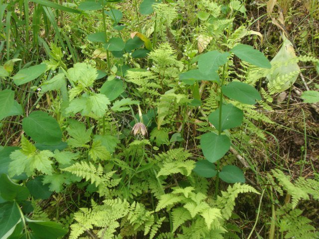 Pam Graham's album, Couer de' Alene trip June 2011