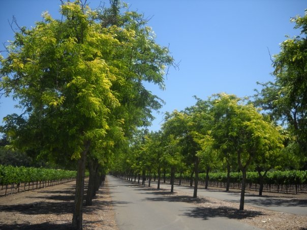 Susan Walker's album, Some Photos From Napa