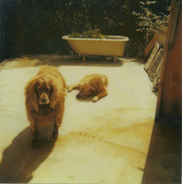 Timothy McClements' album, Profile Pictures