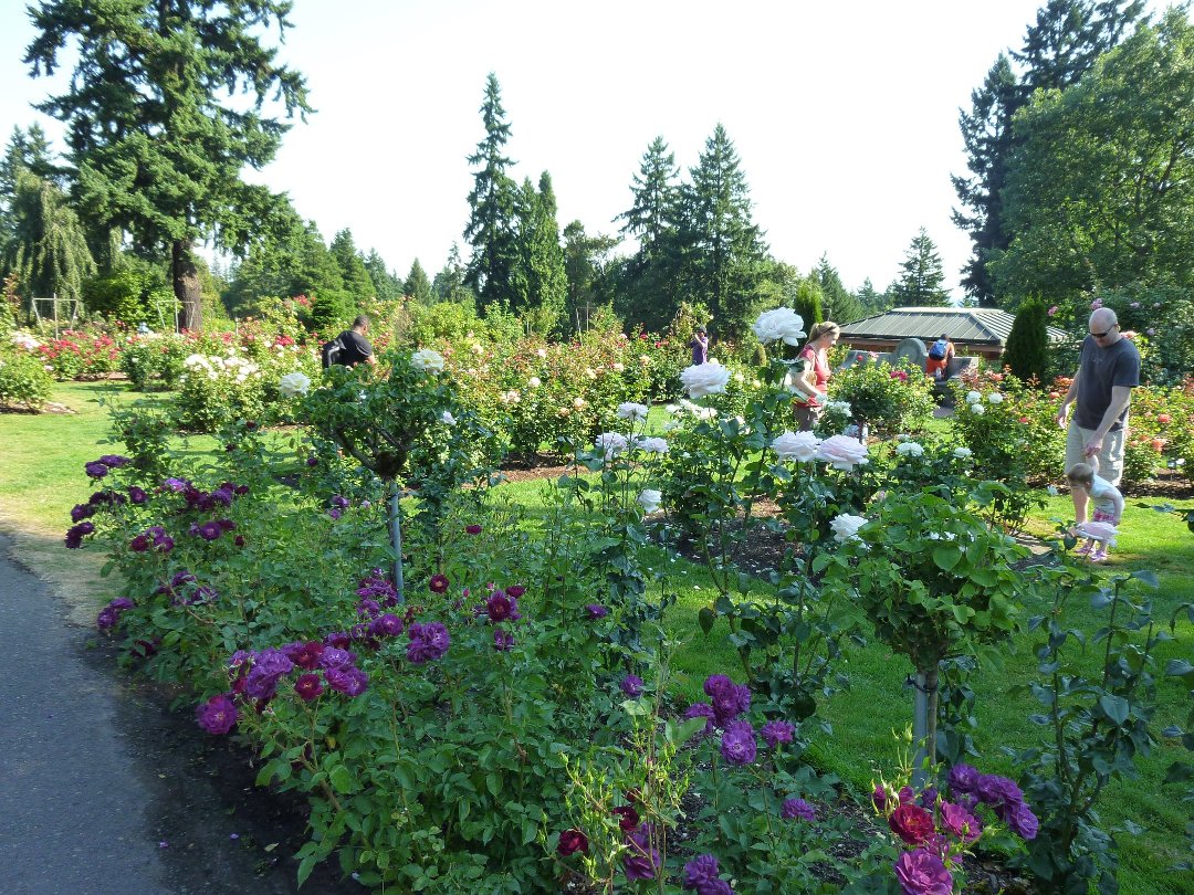 Robert Kelley's album, Portland Rose garden 2011