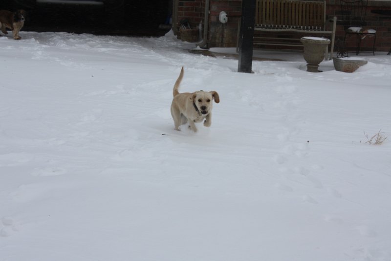 Paul Studiner's album, Snow Storm Feb 1st 2011