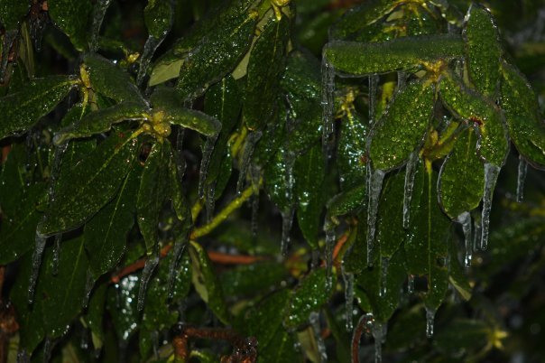 James Wicker's album, Christmas Ice Storm 2009