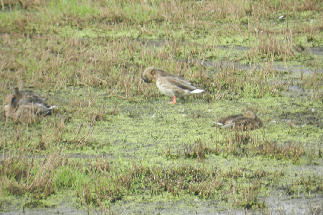 Vance McDill's album, Nisqually Wildlife Refuge