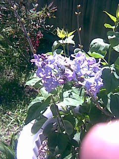 Susan Gibbons 's album, Mobile Uploads