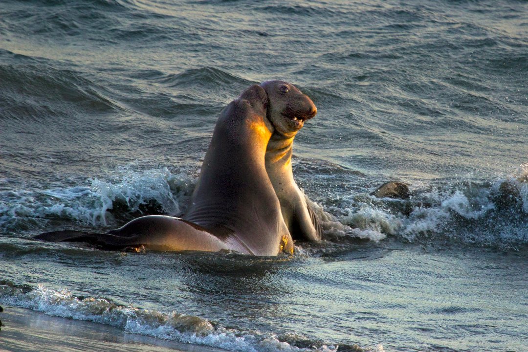 Kit Mulligan's album, Elephant Seals at San Simeon 04.20.13