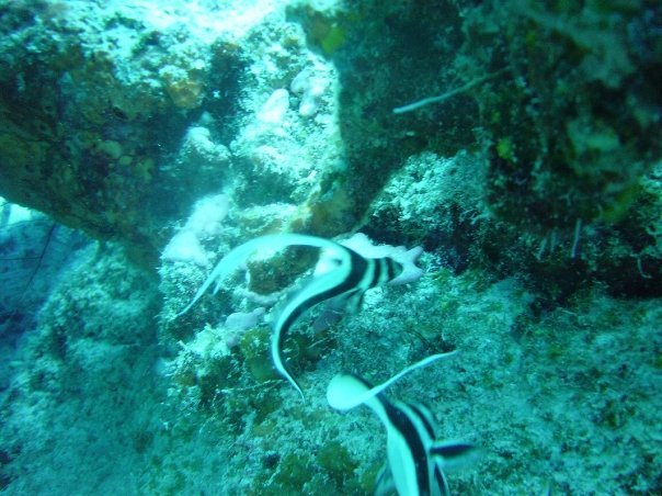Michael Cochran's album, Underwater Cozumel